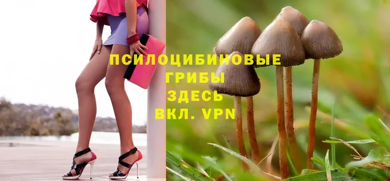 Псилоцибиновые грибы Psilocybe  мориарти формула  Давлеканово 